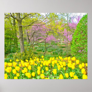 Poster Affiche, Tulipes jaunes et arbres Redbud