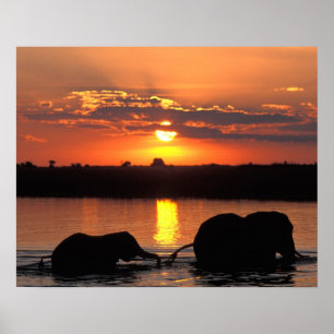 Poster Africa, Botswana, Chobe National Park, Herd