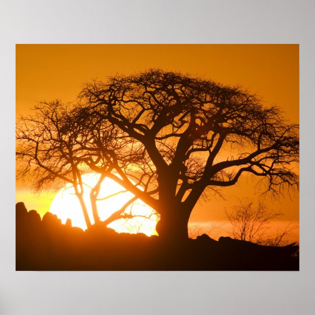 Poster Africa, Botswana, Setting sun silhouettes Baobab (Devant)