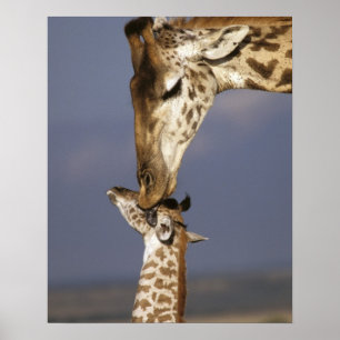 Poster Africa, Kenya, Masai Mara. Girafe