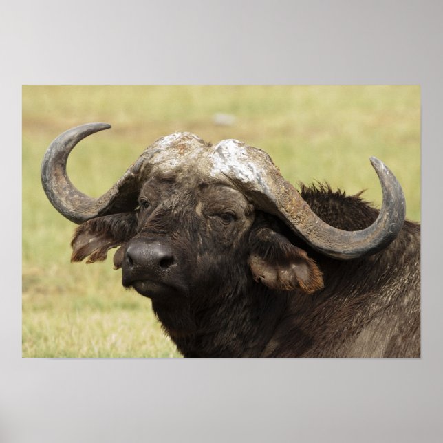 Poster African Buffalo, Syncerus caffer (Devant)