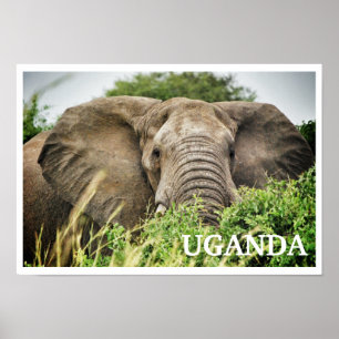 Poster African Elephant, Ouganda