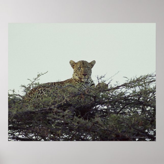 Poster African leopard (Devant)