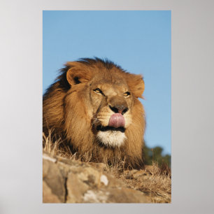 Poster African Lion (Panthera Leo), African savannah