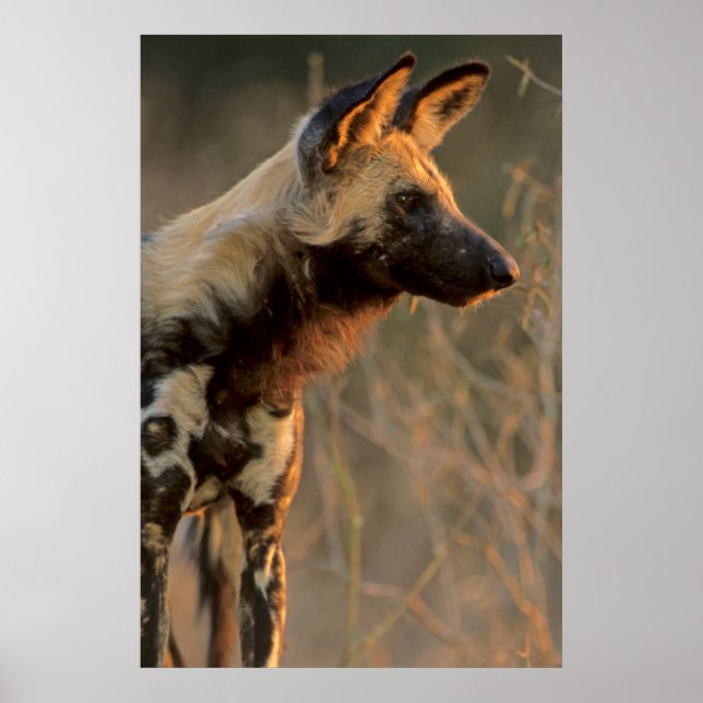 Poster African Wild Dog (Lycaon Pictus), Kruger (Devant)