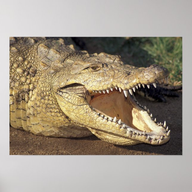 Poster Afrique, Afrique du Sud Crocodile du Nil (Devant)