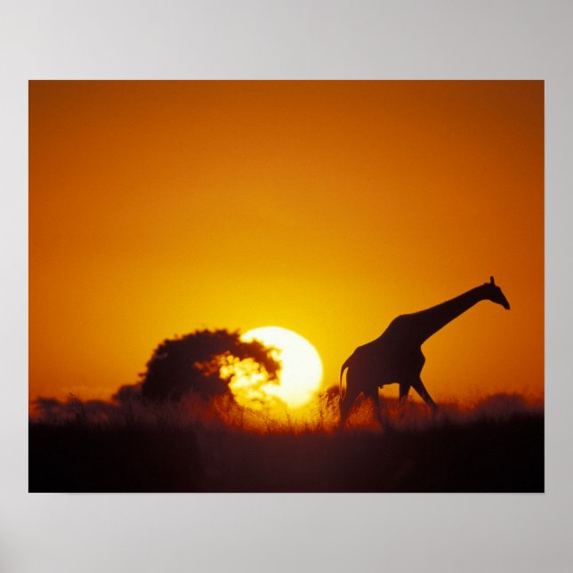Poster Afrique, Botswana, Parc national de Chobe, Girafe  (Devant)