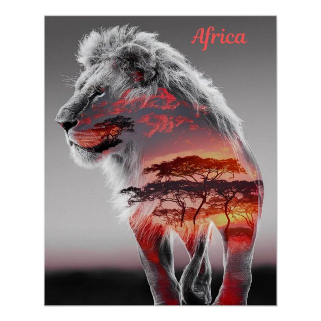 Poster Afrique - Illustration d'un lion (Devant)