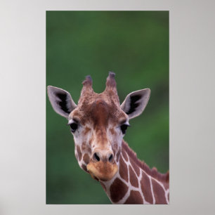 Poster Afrique, Kenya, Impala Ranch. Réticulé