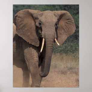 Poster Afrique, Kenya, Nanyuki, Mpala. Éléphant d'Afrique
