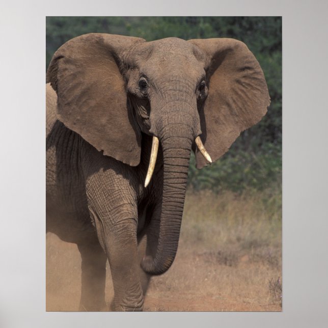 Poster Afrique, Kenya, Nanyuki, Mpala. Éléphant d'Afrique (Devant)
