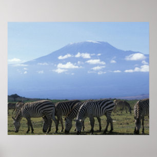 Poster Afrique, Kenya, Parc national d'Amboseli, Troupeau