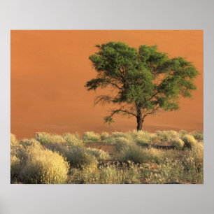 Poster Afrique, Namibie, Parc national du Namib, Sossusvl
