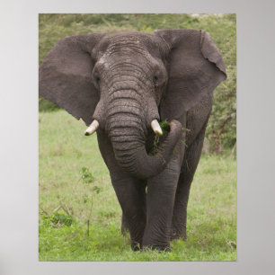 Poster Afrique Tanzanie Éléphant au cratère de Ngorongoro