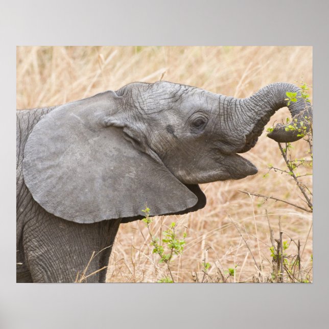 Poster Afrique. Tanzanie. Jeune éléphant à Tarangire (Devant)