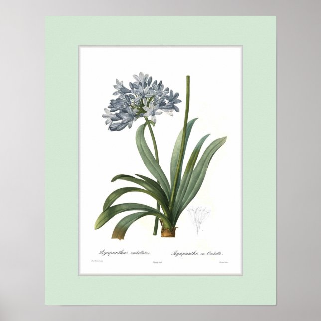 Poster Agapanthus umbellatus, Bordure personnalisée (Devant)
