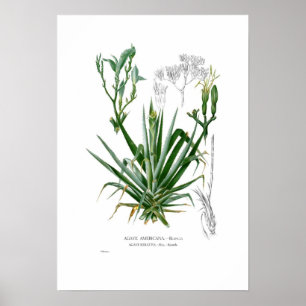 Poster Agave