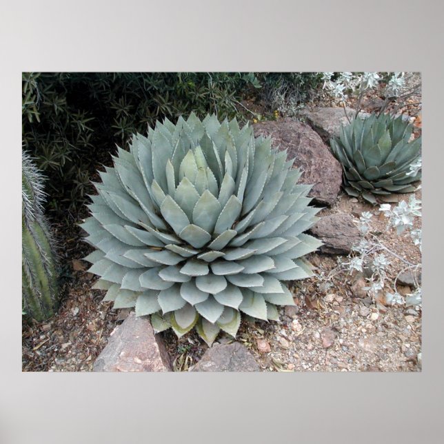 Poster Agave de Coues ~Impression~ (Devant)
