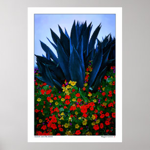 Poster AGAVE et BLOOMS - CÔTE CALIFORNIENNE