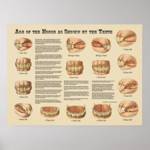 Poster Âge du cheval montré par la carte des dents