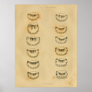 Poster Age du cheval par dents Anatomie Vintage Imprimer