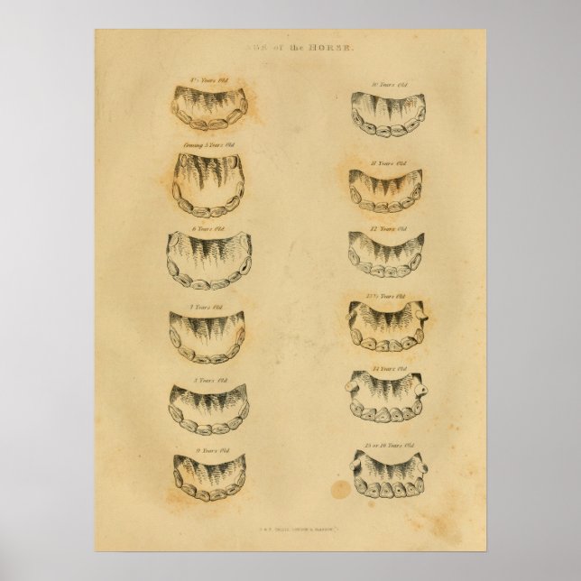 Poster Age du cheval par dents Anatomie Vintage Imprimer (Devant)