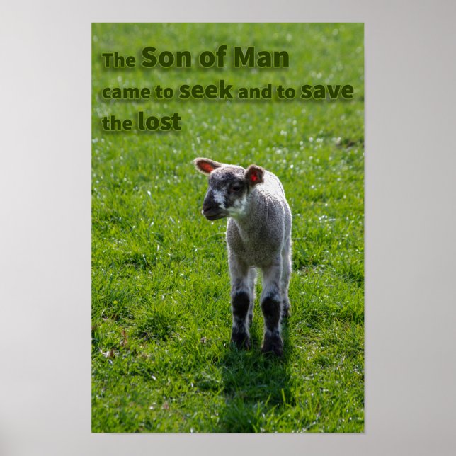 Poster Agneau perdu (Devant)