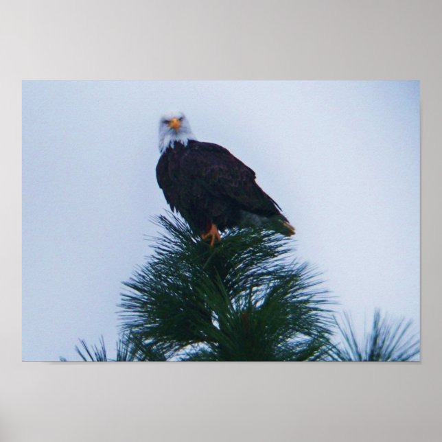 Poster Aigle (Devant)
