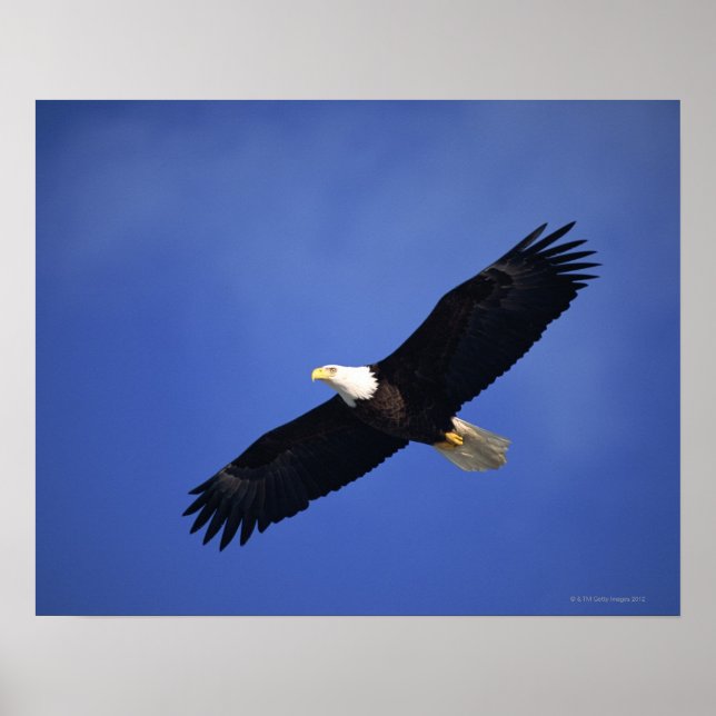 Poster Aigle à tête blanche, Alaska (Devant)
