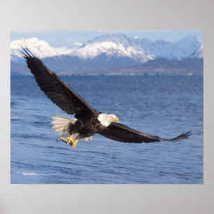 Poster aigle à tête blanche, Haliaeetus leucocephalus, en