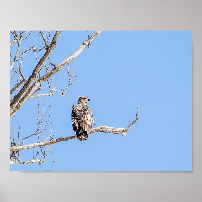 Poster Aigle à tête blanche juvénile (Devant)