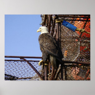 Poster Aigle à tête blanche sur des crabates empilés