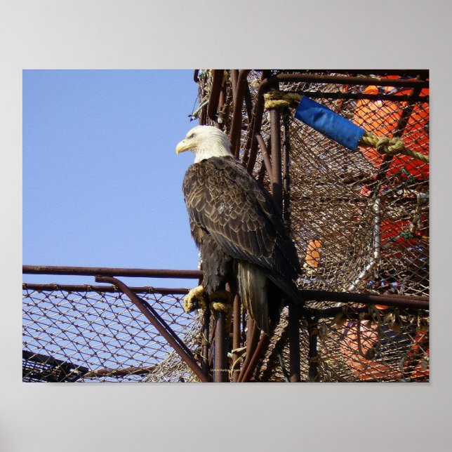 Poster Aigle à tête blanche sur des crabates empilés (Devant)