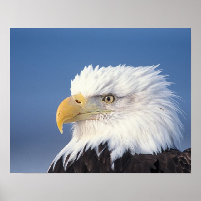 Poster aigle chauve, Haliaeetus leuccocephalus, (Devant)