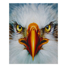 Aigle de face complet