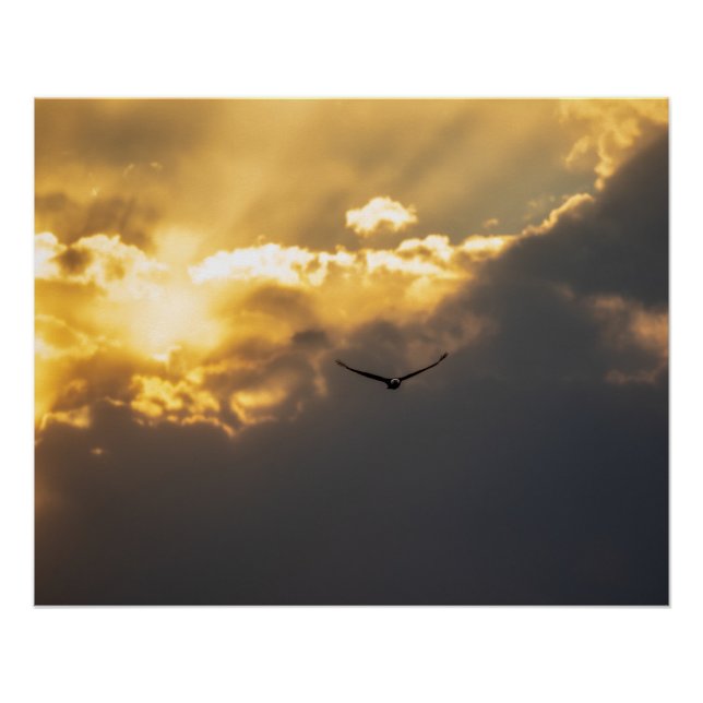 Poster Aigle royal hors du soleil (Devant)
