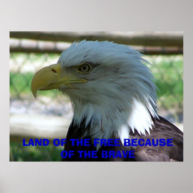 Poster Aigle, TERRE DU LIBRE À CAUSE DU FREE (Devant)