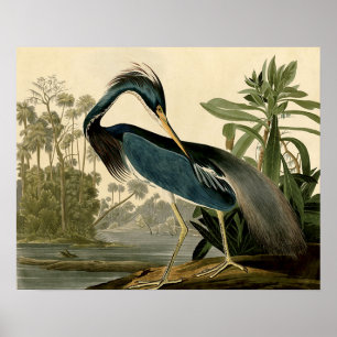 Poster Aigrette d'Audubon Louisiane Oiseaux Amérique Art