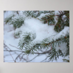 Poster Aiguilles de pin couvertes de neige Nature hiverna