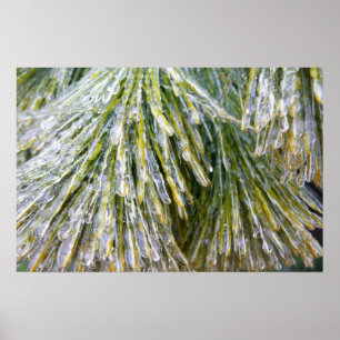 Poster Aiguilles de pin recouvertes de glace Botanique hi