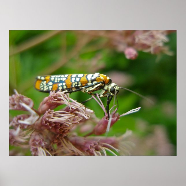 Poster Ailanthus Webworm Moth (Atteva punctella) (Devant)