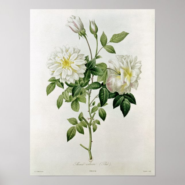 Poster Aime Vibere gravée par Eustache Hyacinthe (Devant)