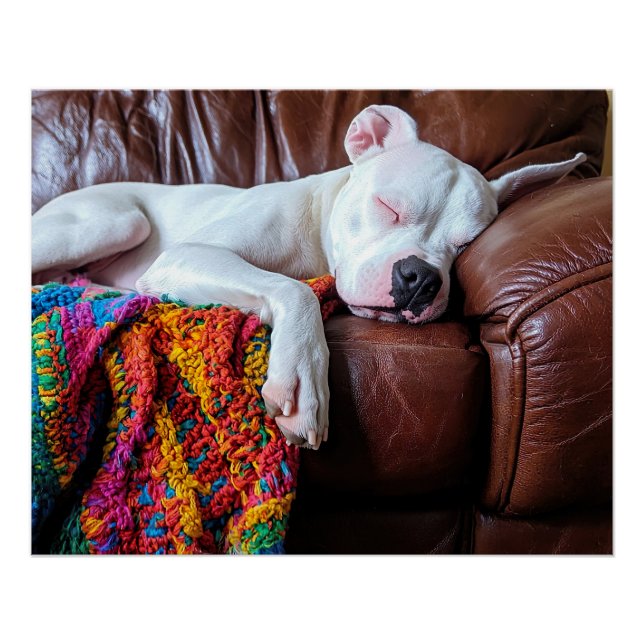 Poster Aimer Pitbull Chien Dormir sur le canapé (Devant)