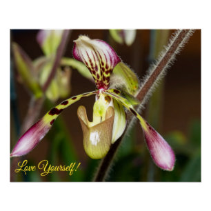 Poster Aimez-vous l'orchidée