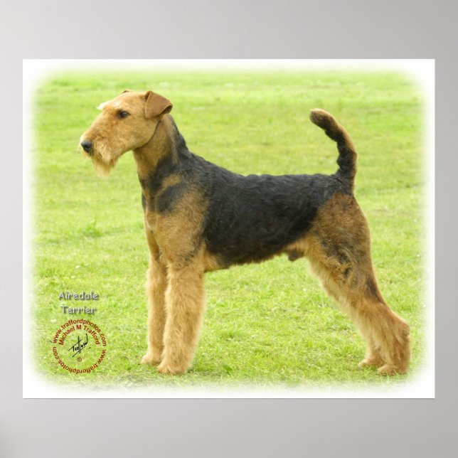 Poster Airedale Terrier 8T092D-16 (Devant)