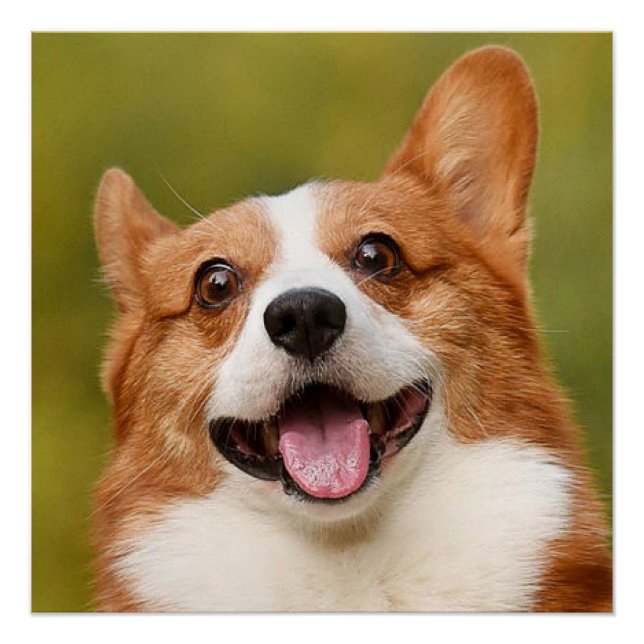 Poster Ajouter photo de chien personnalisé Customisé (Devant)