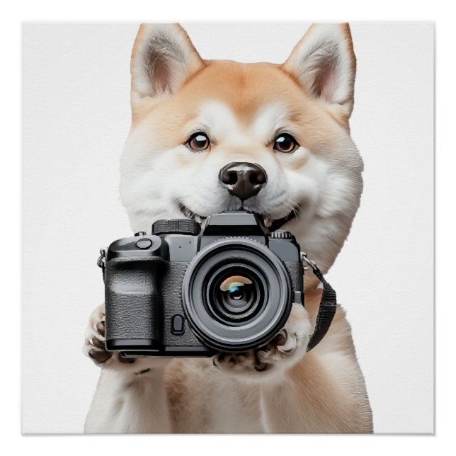Poster Akita (Devant)