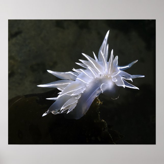 Poster Alabaster Nudibranche (Devant)