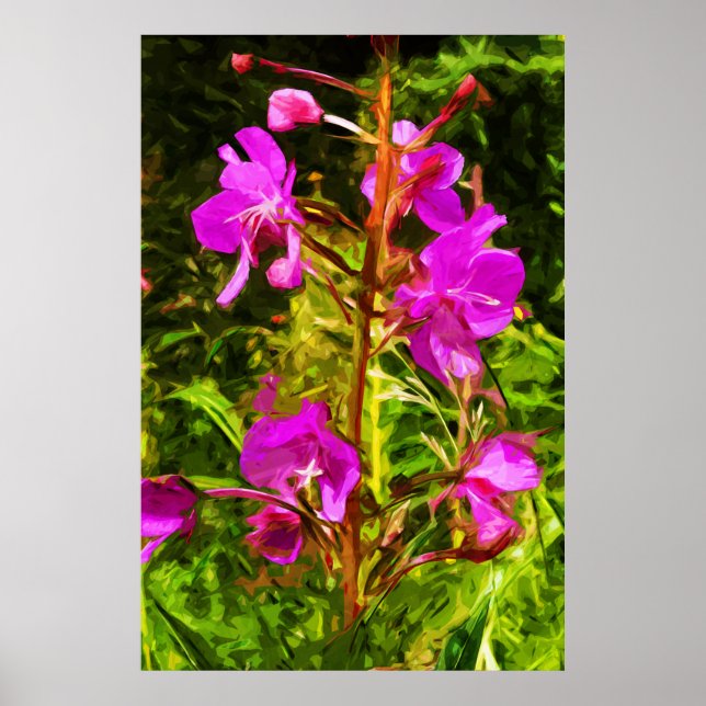 Poster Alaskan Fireweed Fleur sauvage rose Abstrait (Devant)