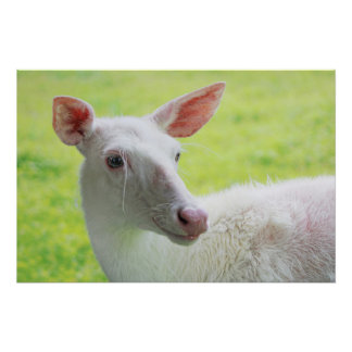 Poster Albino Deer